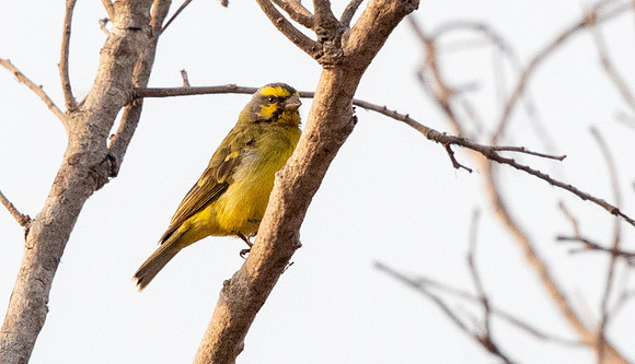 Yellow-fronted canary (Crithagra mozambica)