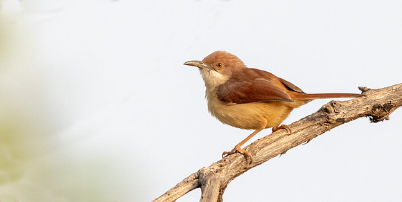 Rufous cisticola (Cisticola rufus)