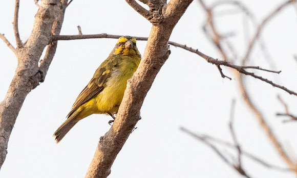 Yellow-fronted canary (Crithagra mozambica)