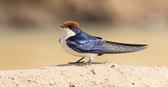 Wire-tailed swallow (Hirundo smithii)