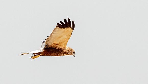 Lizard buzzard (Kaupifalco monogrammicus)