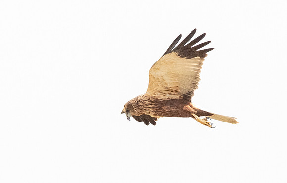 Lizard buzzard (Kaupifalco monogrammicus)