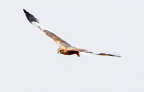 Lizard buzzard (Kaupifalco monogrammicus)