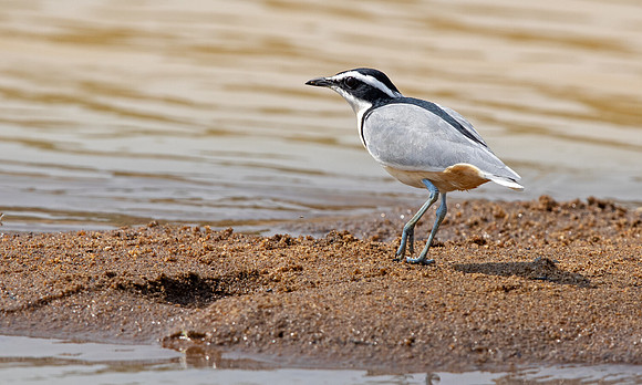 Egyptian plover (Pluvianus aegyptius)