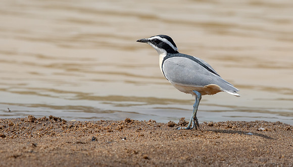 Egyptian plover (Pluvianus aegyptius)