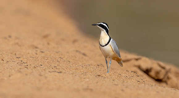 Egyptian plover (Pluvianus aegyptius)