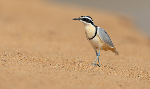 Egyptian plover (Pluvianus aegyptius)