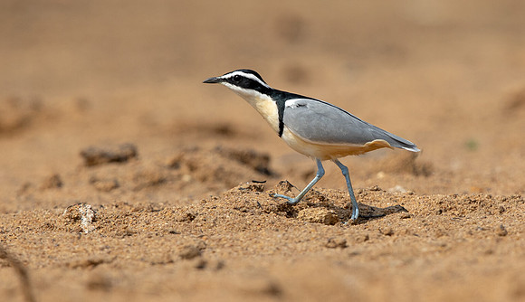 Egyptian plover (Pluvianus aegyptius)