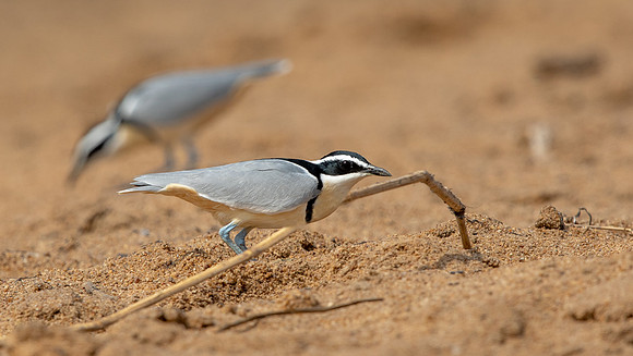 Egyptian plover (Pluvianus aegyptius)