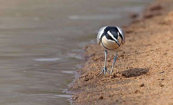Egyptian plover (Pluvianus aegyptius)