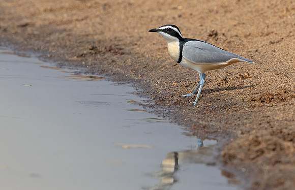 Egyptian plover (Pluvianus aegyptius)