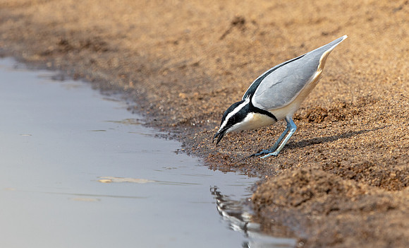 Egyptian plover (Pluvianus aegyptius)