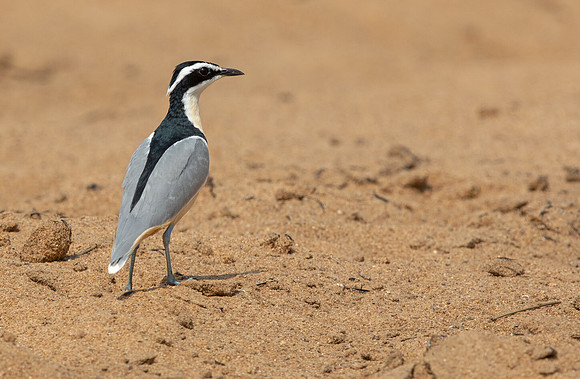 Egyptian plover (Pluvianus aegyptius)