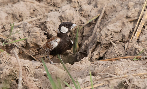 Chestnut-backed sparrow-lark (Eremopterix leucotis)