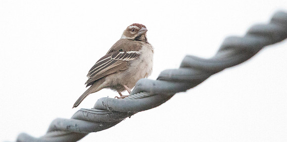 Chestnut-crowned sparrow-weaver (Plocepasser superciliosus)
