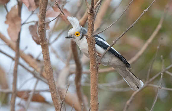White-crested helmetshrike (Prionops plumatus)