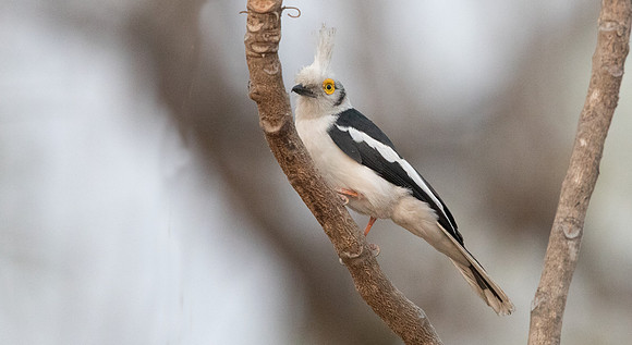 White-crested helmetshrike (Prionops plumatus)