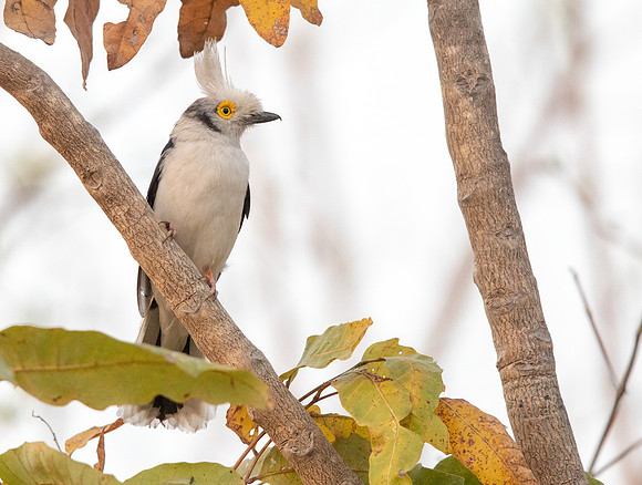 White-crested helmetshrike (Prionops plumatus)
