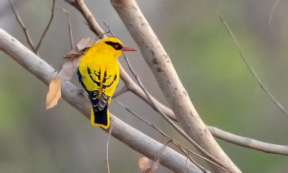 African golden oriole (Oriolus auratus)