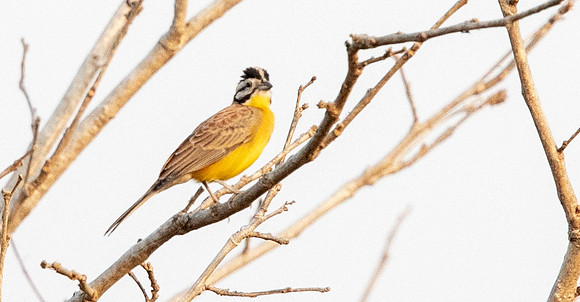 Brown-rumped bunting (Emberiza affinis)