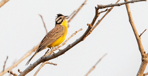 Brown-rumped bunting (Emberiza affinis)