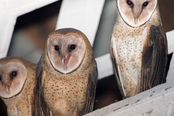 Western Barn Owl (Tyto alba)