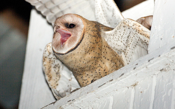 Western Barn Owl (Tyto alba)