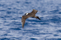 Pomarine Skua (Stercorarius pomarinus)