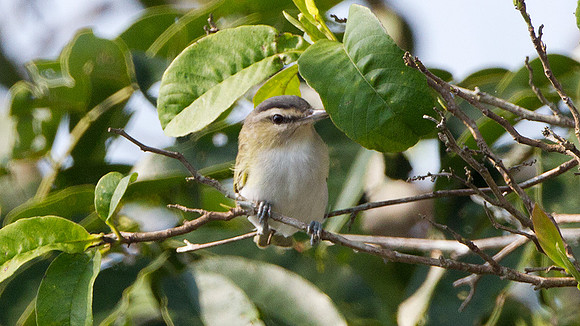 Red-eyed Vireo (Vireo olivaceus)