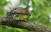 Red-shouldered hawk