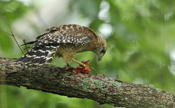 Red-shouldered hawk