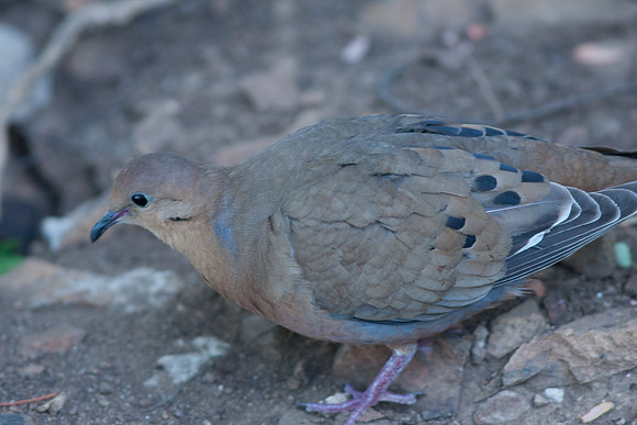 Zenaida Dove (Zenaida aurita)