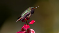 IMG_2416