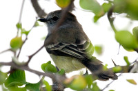 Brown-crested Flycatcher (Myiarchus tyrannulus)
