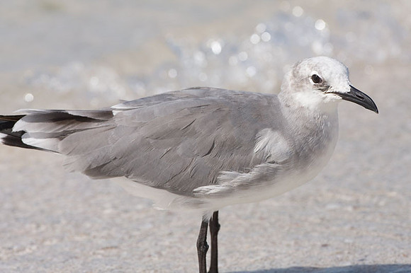 Laughing Gull (Leucophaeus atricilla)