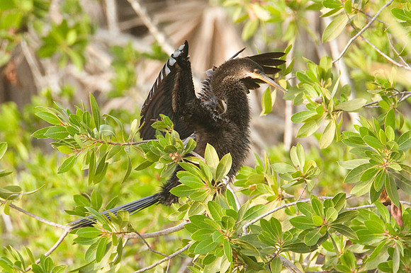 Anhinga (Anhinga anhinga)