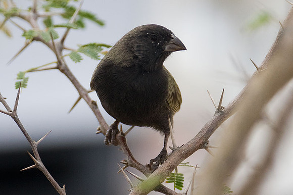 Black-faced Grassquit (Tiaris bicolor)