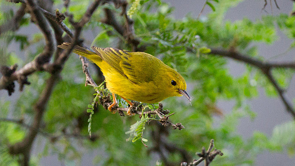Yellow Warbler (Setophaga petechia)
