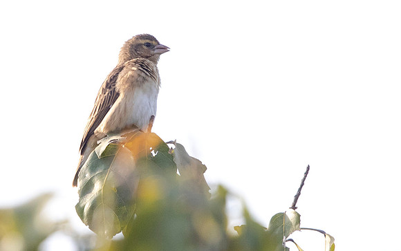 Black-winged red bishop (Euplectes hordeaceus)