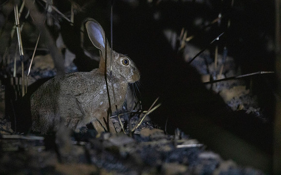Scrub hare (Lepus saxatilis)