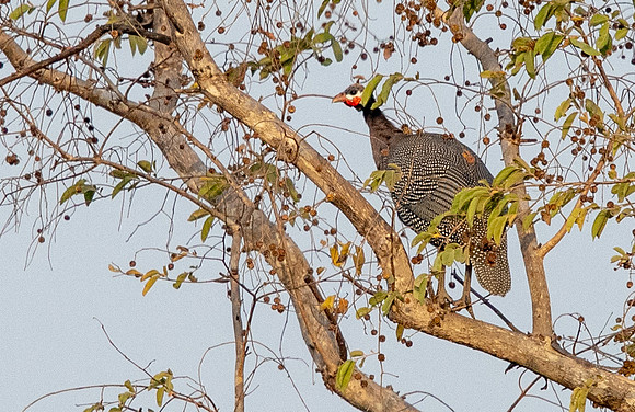 Helmeted guineafowl (Numida meleagris)