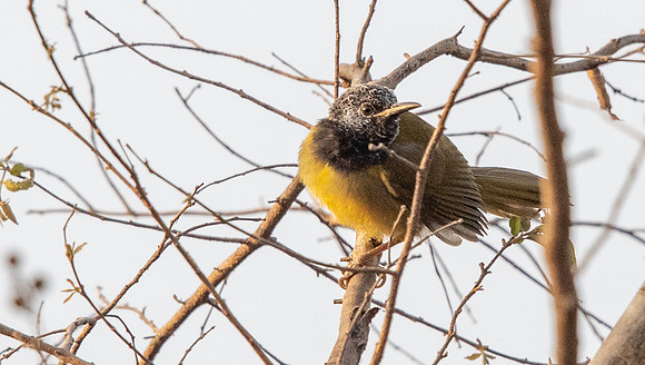 Oriole warbler (Hypergerus atriceps)