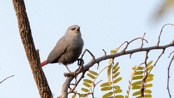 Lavender waxbill (Estrilda caerulescens)