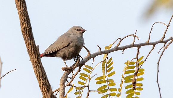 Lavender waxbill (Estrilda caerulescens)