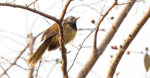 Oriole warbler (Hypergerus atriceps)