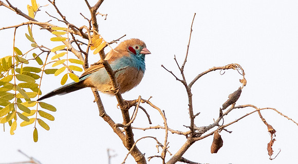 Red-cheeked cordon-bleu (Uraeginthus bengalus)