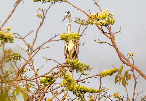 Grey heron (Ardea cinerea)