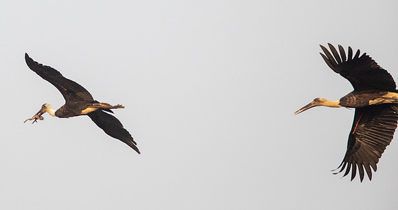 Woolly-necked stork (Ciconia episcopus)