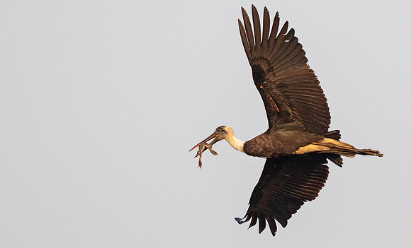 Woolly-necked stork (Ciconia episcopus)