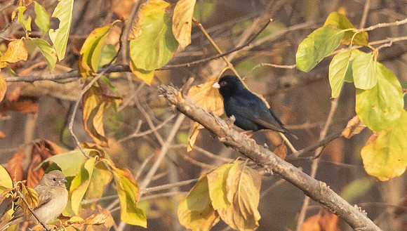 Wilson's indigobird  (Vidua wilsoni)